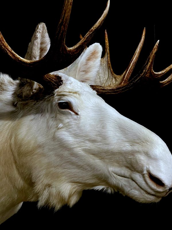 Zeer zeldzame witte Scandinavische eland