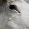 Zeer zeldzame witte Scandinavische eland
