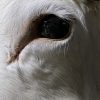 Zeer zeldzame witte Scandinavische eland