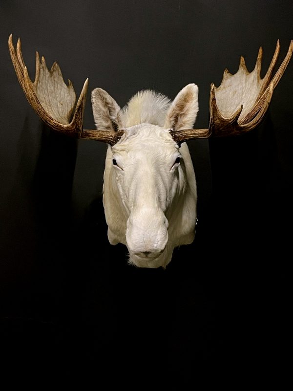 Zeer zeldzame witte Scandinavische eland