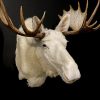 Zeer zeldzame witte Scandinavische eland