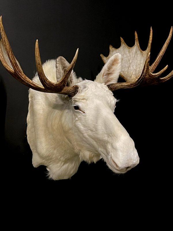 Zeer zeldzame witte Scandinavische eland