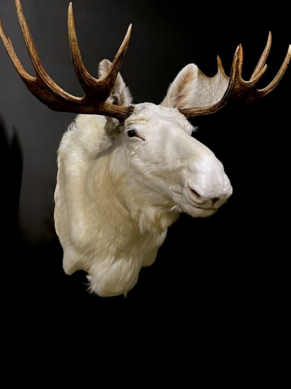 Zeer zeldzame witte Scandinavische eland