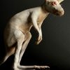 Opgezet jonge albino Bennett wallaby