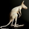 Opgezet jonge albino Bennett wallaby