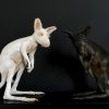 Opgezet jonge albino Bennett wallaby