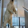 Recent opgezette ijsbeer bij klant