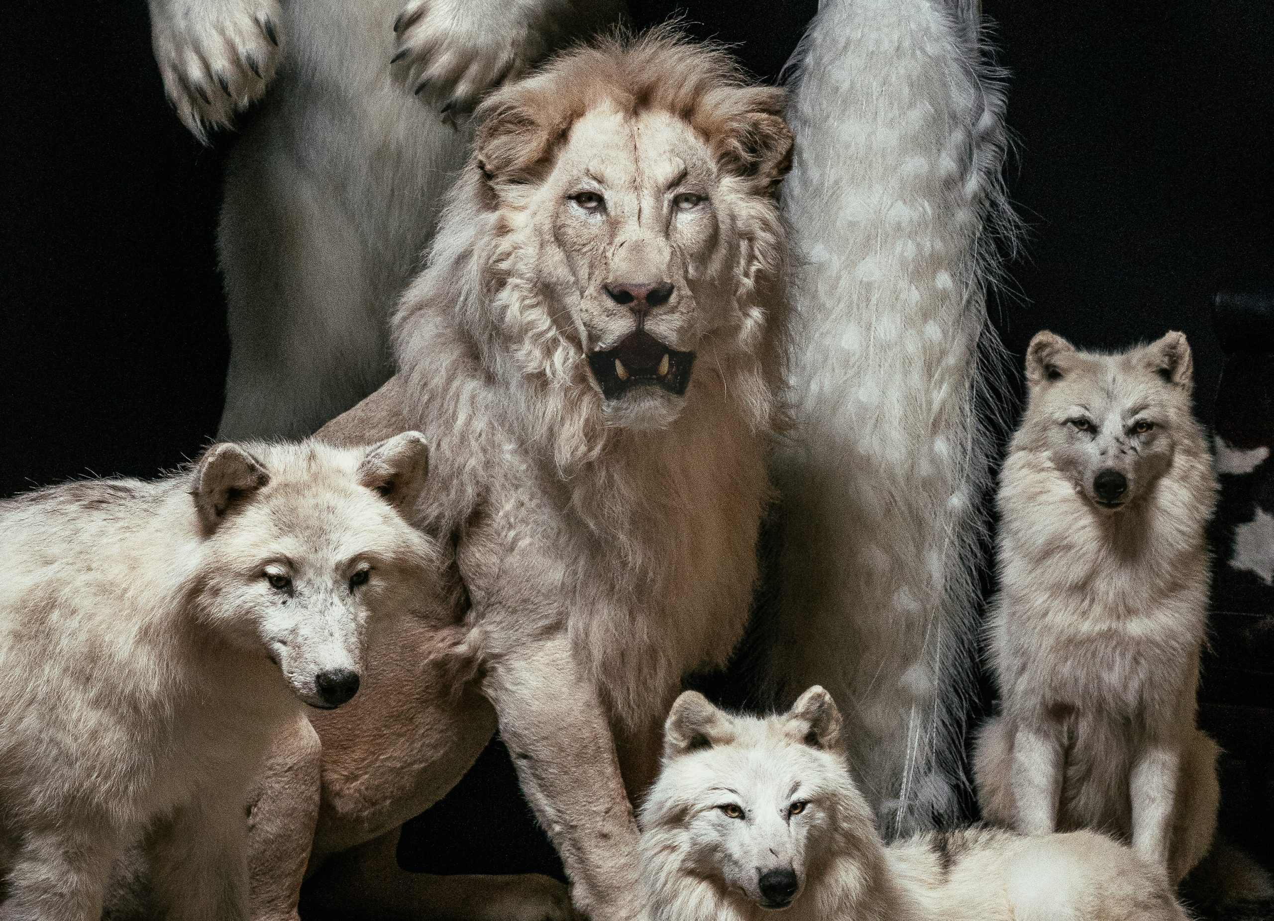 opgezette witte dieren, wolf, leeuw, pauw