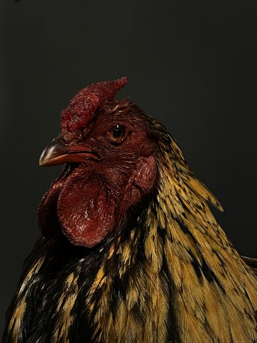 Mooie hanenkop