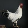 Opgezette haan Leghorn