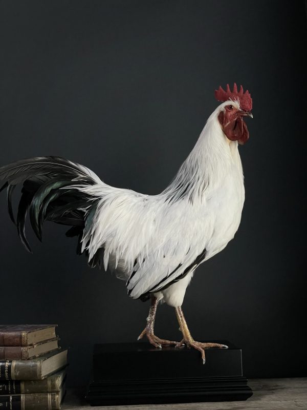 Opgezette haan Leghorn