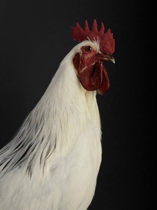 Opgezette haan Leghorn