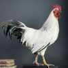 Opgezette haan Leghorn