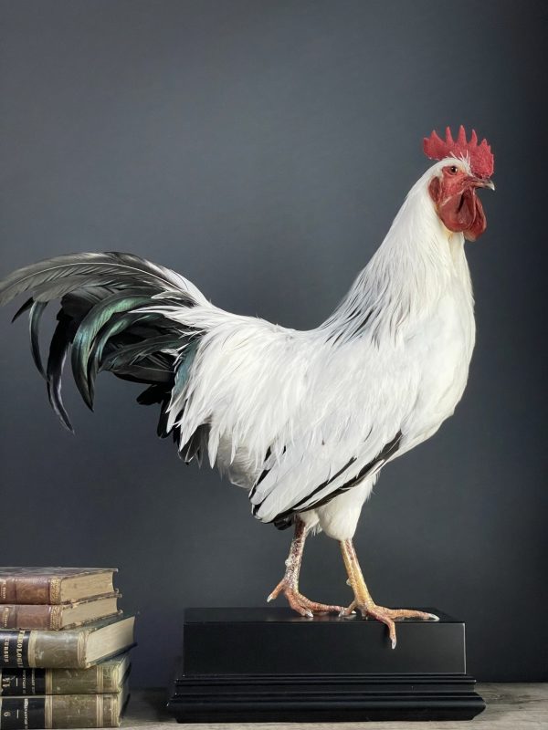 Opgezette haan Leghorn