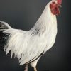 Opgezette haan Leghorn