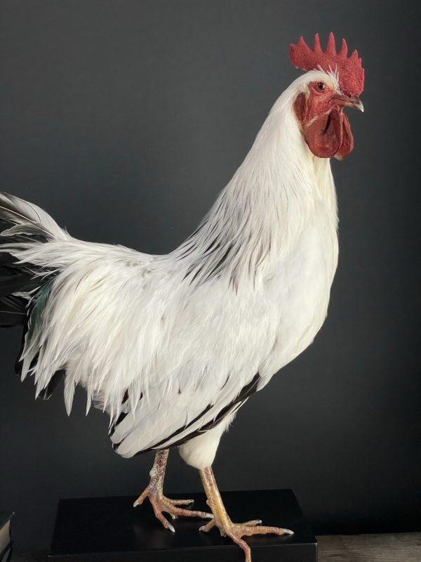 Opgezette haan Leghorn