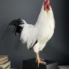 Opgezette haan Leghorn