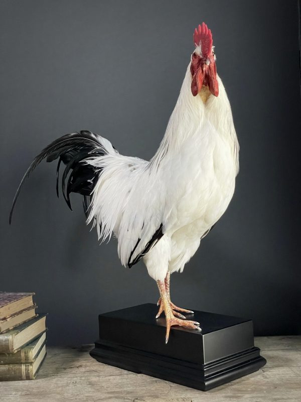 Opgezette haan Leghorn