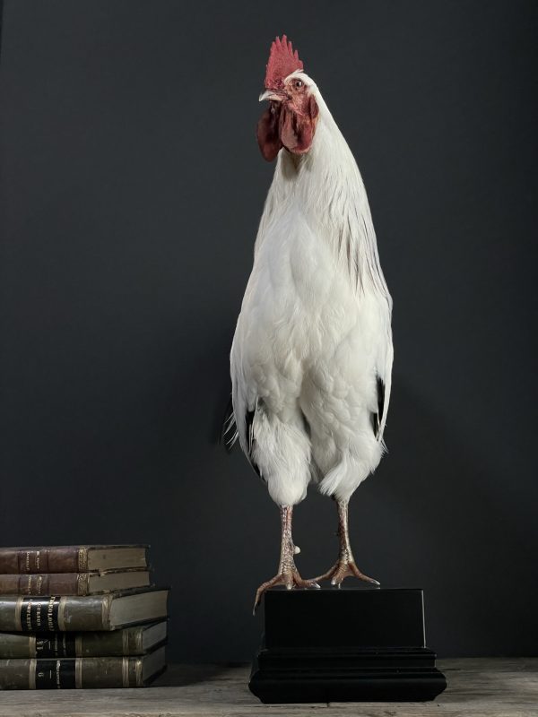 Opgezette haan Leghorn