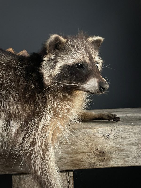 Natuurgetrouw opgezette wasbeer