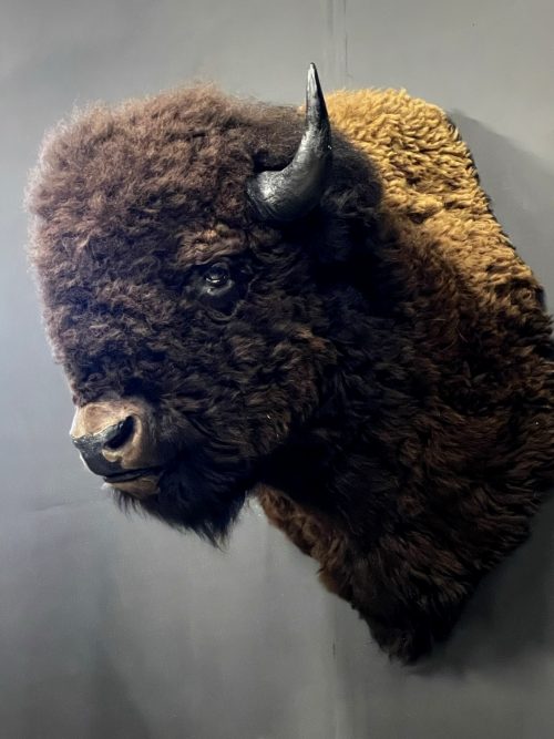 Kop van een grote bizon