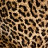 Zittende Afrikaanse luipaard (WORK IN PROGRESS)