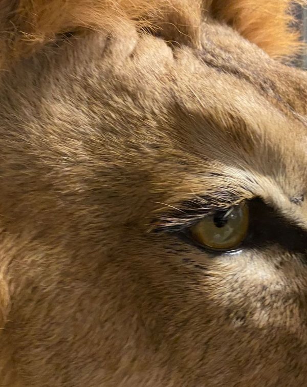Imposante mannetjes leeuw (WORK IN PROGRESS)