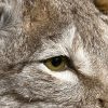 Zittende Europese Lynx (WORK IN PROGRESS)