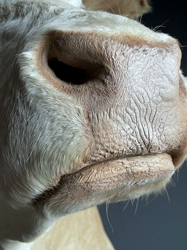 Opgezette kop van een Simmentaler koe