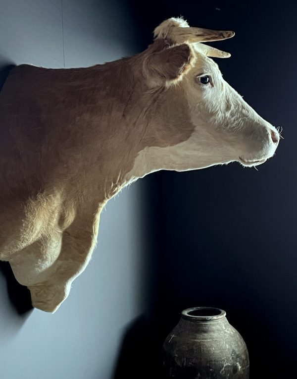 Opgezette kop van een Simmentaler koe