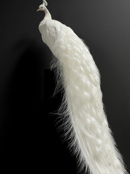 Opgezette witte pauw