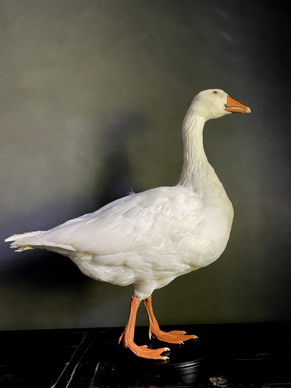 Opgezette witte gans