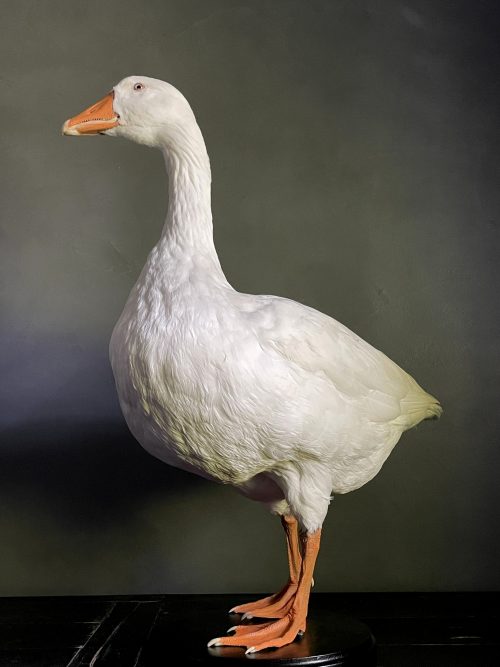 Opgezette witte gans