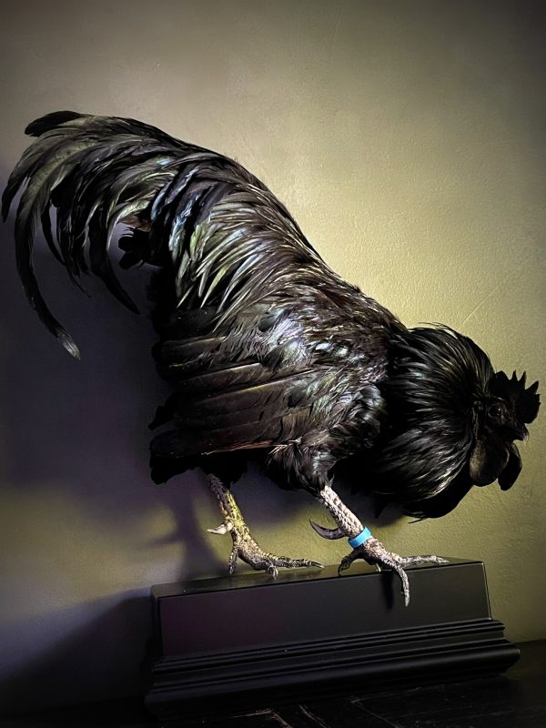 Opgezette haan (Ayam Cemani)