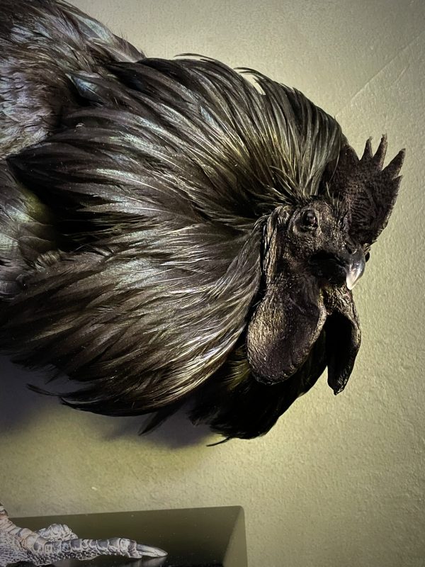 Opgezette haan (Ayam Cemani)