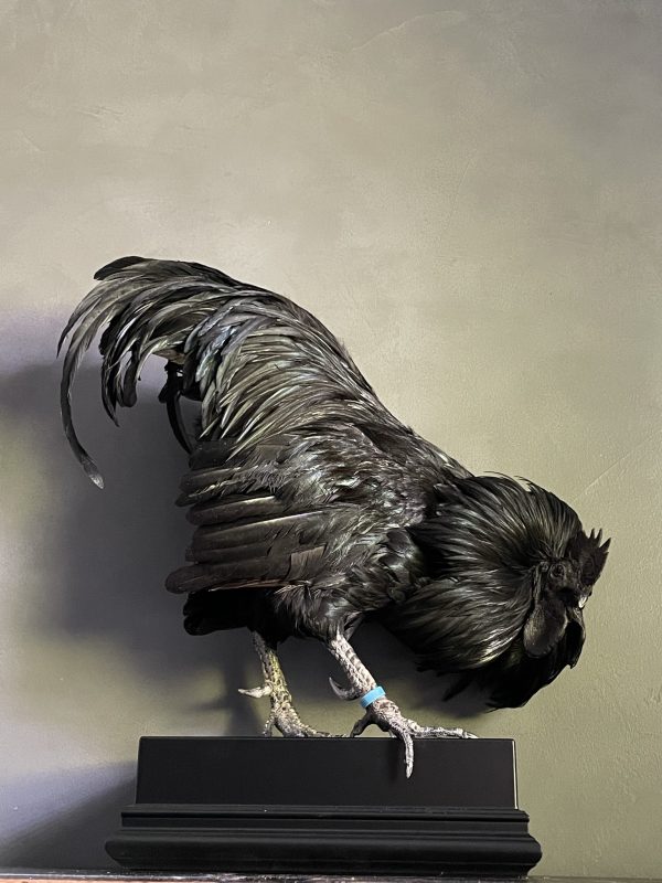 Opgezette haan (Ayam Cemani)