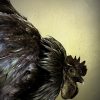 Opgezette haan (Ayam Cemani)