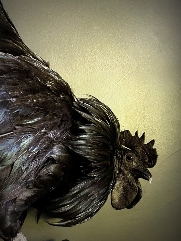 Opgezette haan (Ayam Cemani)