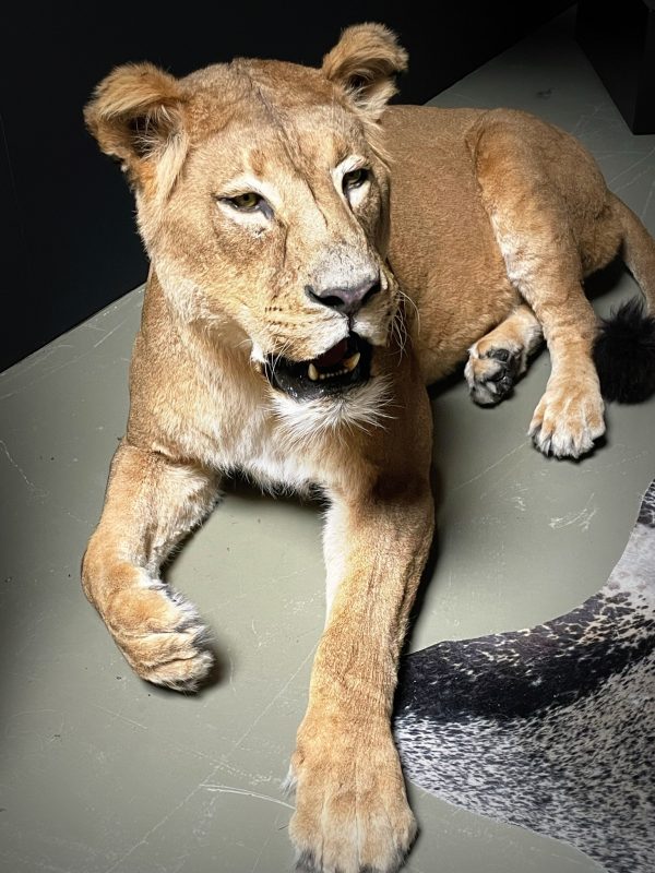 Large Lioness in lying pose (WORK IN PROGRESS)