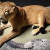 Large Lioness in lying pose (WORK IN PROGRESS)