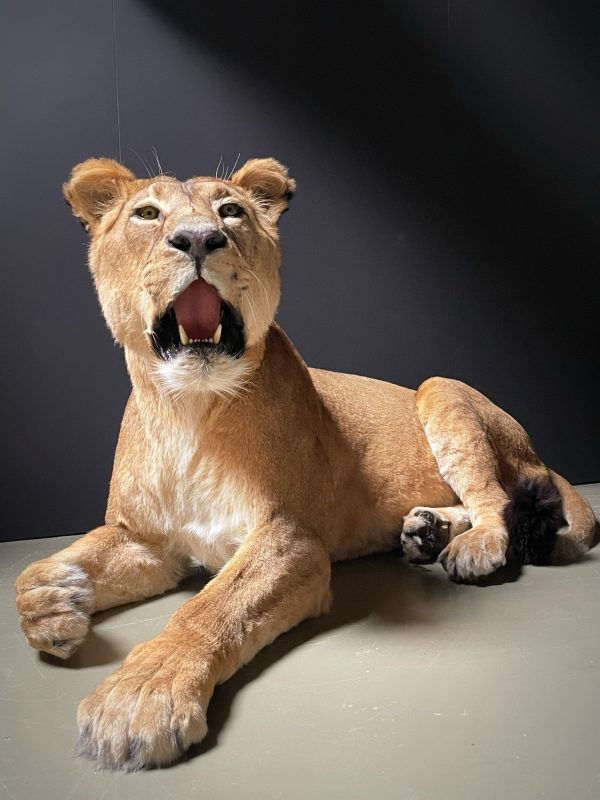 Stuffed lion