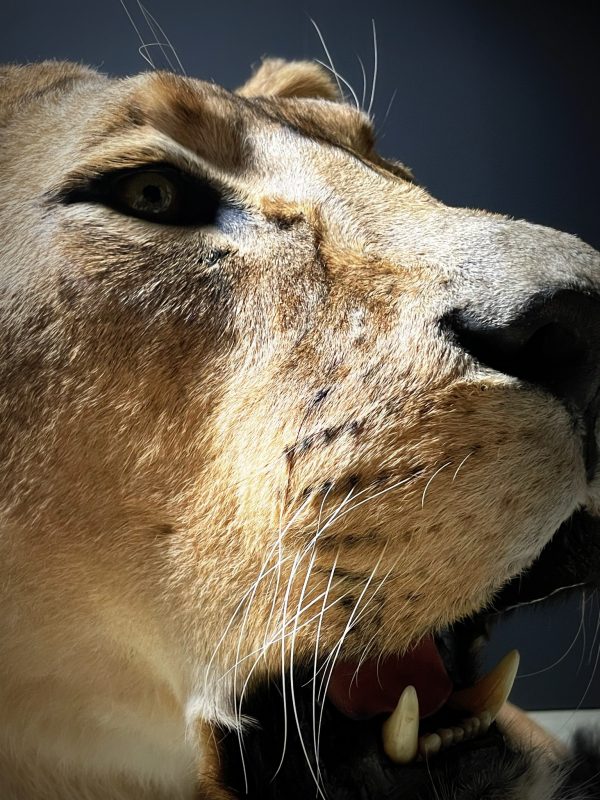 Large Lioness in lying pose (WORK IN PROGRESS)