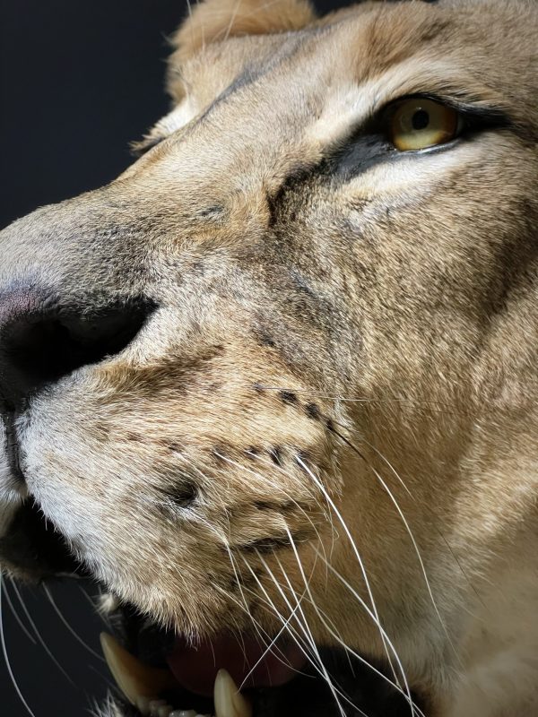 Large Lioness in lying pose (WORK IN PROGRESS)