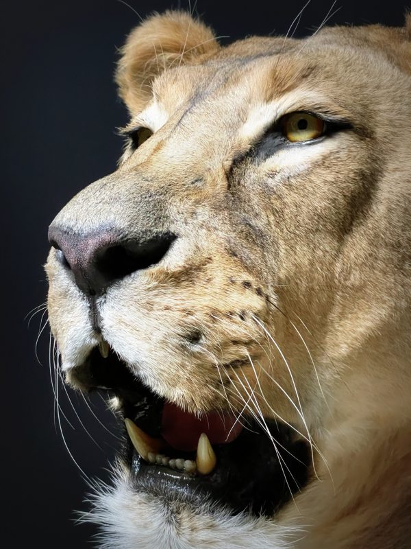 Large Lioness in lying pose (WORK IN PROGRESS)