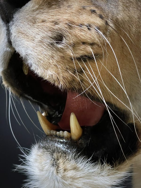 Large Lioness in lying pose (WORK IN PROGRESS)