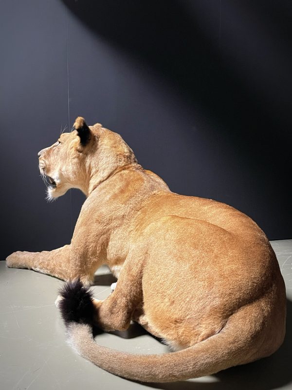 Stuffed lion