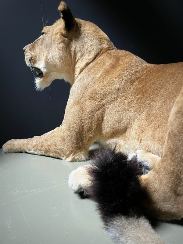 Large Lioness in lying pose (WORK IN PROGRESS)