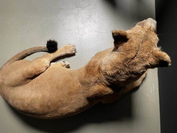 Large Lioness in lying pose (WORK IN PROGRESS)