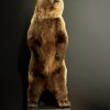 Young brown bear in standing pose (WORK IN PROGRESS)