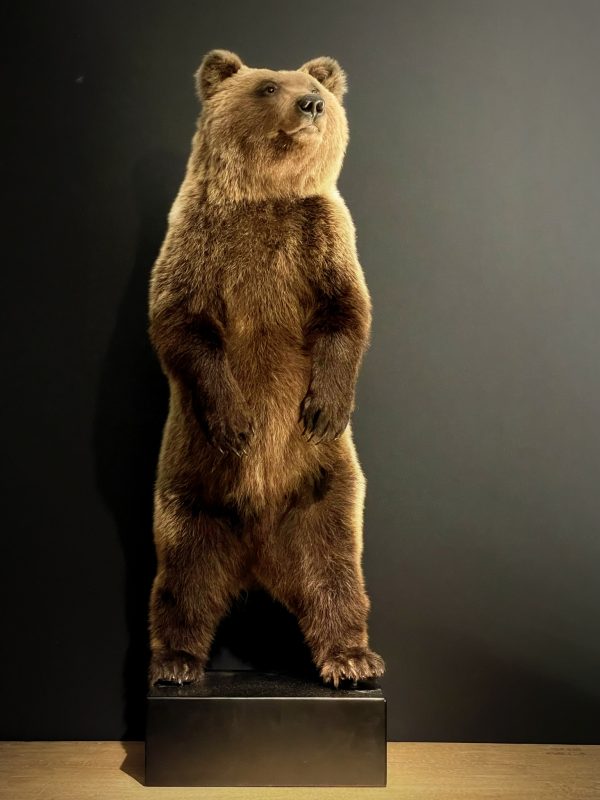 Young brown bear in standing pose (WORK IN PROGRESS)